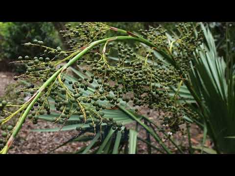 Video: Dwarf Palmetto Care: Mga Alituntunin Para sa Pagpapalaki ng Dwarf Palm Tree