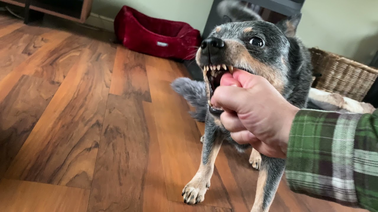 Cattle dog rough play YouTube