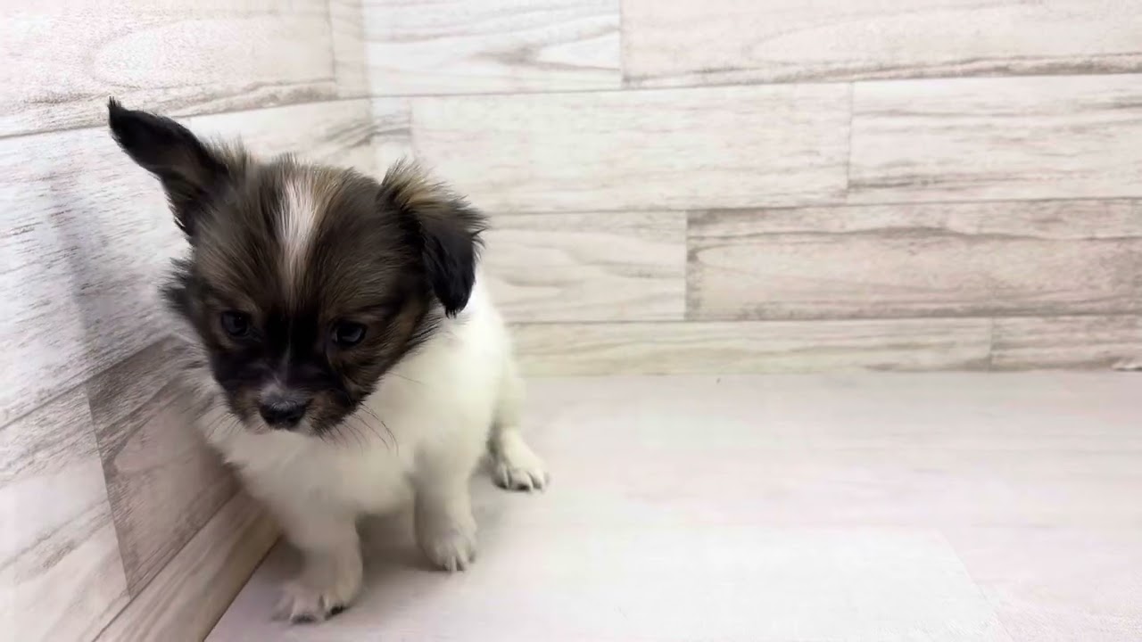 価格の安いパピヨン♂(ホワイト＆ブラウン)桶川店 / ペットショップ