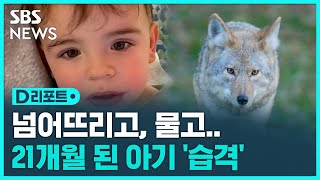 미 애리조나서 야생 코요테 '아기 습격 주의보' / SBS / #D리포트 screenshot 1