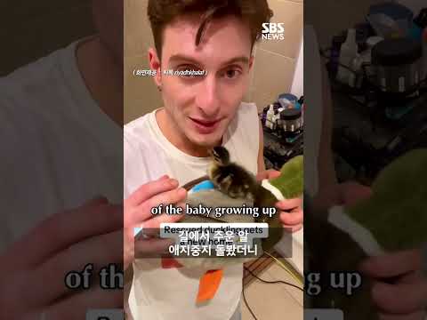 폭염 속 버려진 알 구조 한달 후...&amp;quot;안녕? 스파이크&amp;quot; #shorts