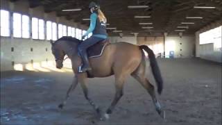 SOLD - Flatwork 9yo gelding Quidam de Revel x Contender. Contact riina@piaffe.ee