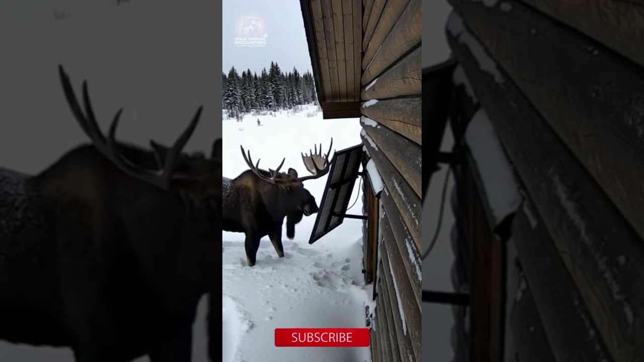 Raging Moose Destroys Cabin Solar Panel