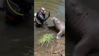 Why you shouldn't touch manatees without permission #Animal Introduction #Knowledge Introduction