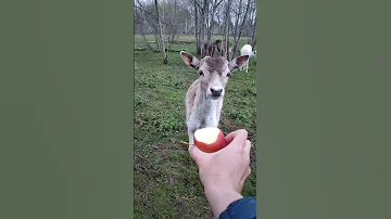Лань хочет яблочко, но побаивается😃 #забавныеживотные #funnyanimals #animals #wildanimals #лань