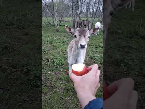 Лань хочет яблочко, но побаивается😃 #забавныеживотные #funnyanimals #animals #wildanimals #лань