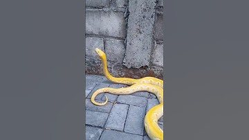 Tiger Whitephase 🔥 #animallover #snake #retic #python#animals #reticulated #reticulatedpython