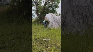Download Lagu lagi motongin rumbut buat makan can macana malah yang motong rumput nya dimakan can macanan MP3