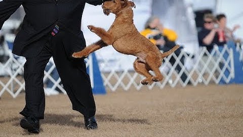 Creating a smooth Gait - with Eric Salas