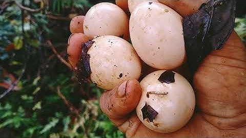 Yos hav zoov 2022 mus muav tau qe qaib qus l tsu vaj l