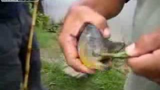 tt5-video-20091123.flv