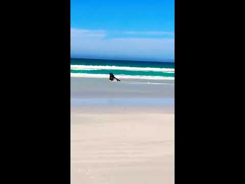 Sea lion chases