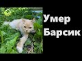 Умер Барсик