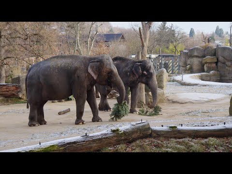 Vánoční stromky potěšily zvířata v Zoo Praha