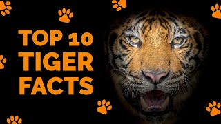 Tiger Facts for Kids - Growing Play