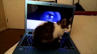 When my Kitty is watching Sorry Sorry (by Super Junior)