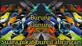 suara pikat burcil gunung abringan