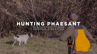 Hunting Pheasants with English Setter