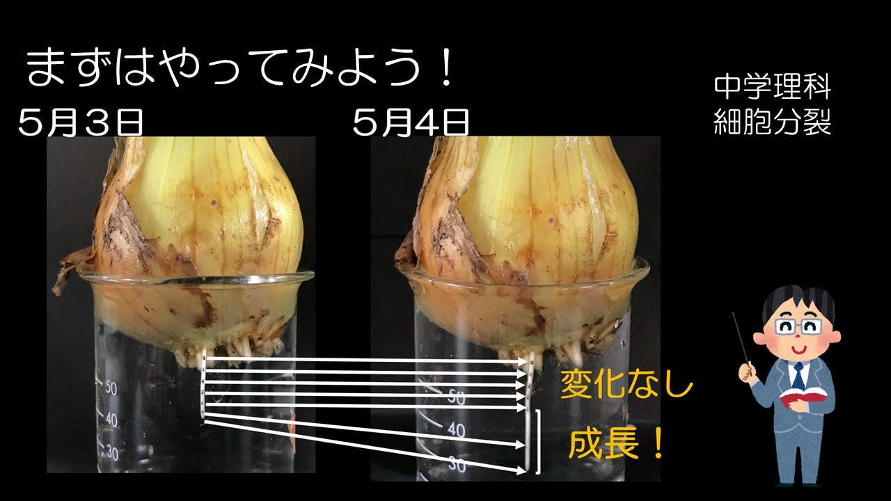中３理科 生物の成長と生殖 細胞分裂について学ぼう Youtube