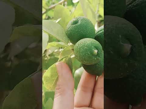 شجرة الليمون  زراعة    اكسبلور ترند اكلات طبخ سمك