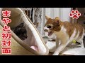 生まれて初めて茶白猫をみた、かわいい赤ちゃん子猫の反応【瀬戸のらな日記】Cute tiny Kittens Lana, saw for the first time cats born