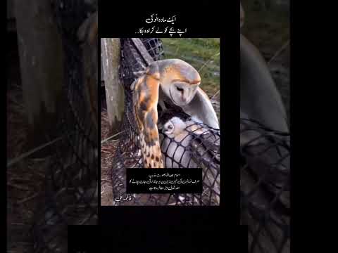 انسانیت کیا ہے #islamicshorts #viral #viralvideo #shorts