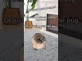 Just vibe with pug 😊  #edit #pug #dog #cute #shorts #funny