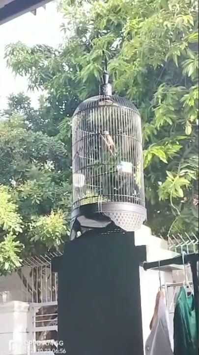 blackthroat paud belajar bunyi