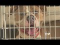 Fort Worth Shelter To Send Overflow Dogs, Cats North Fort Worth Shelter To Send Overflow Dogs, Cats North