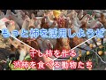 そこいらに沢山生えている柿、もっと活用しようぜ！干し柿を作る、渋柿を食べる動物たち【農業・自給自足・料理】