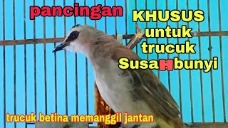 Suara burung trucukan betina untuk pancingan trucuk yang malas bunyi