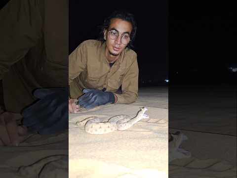 جربت أمسك الحية المقرنة   محمد وجيه