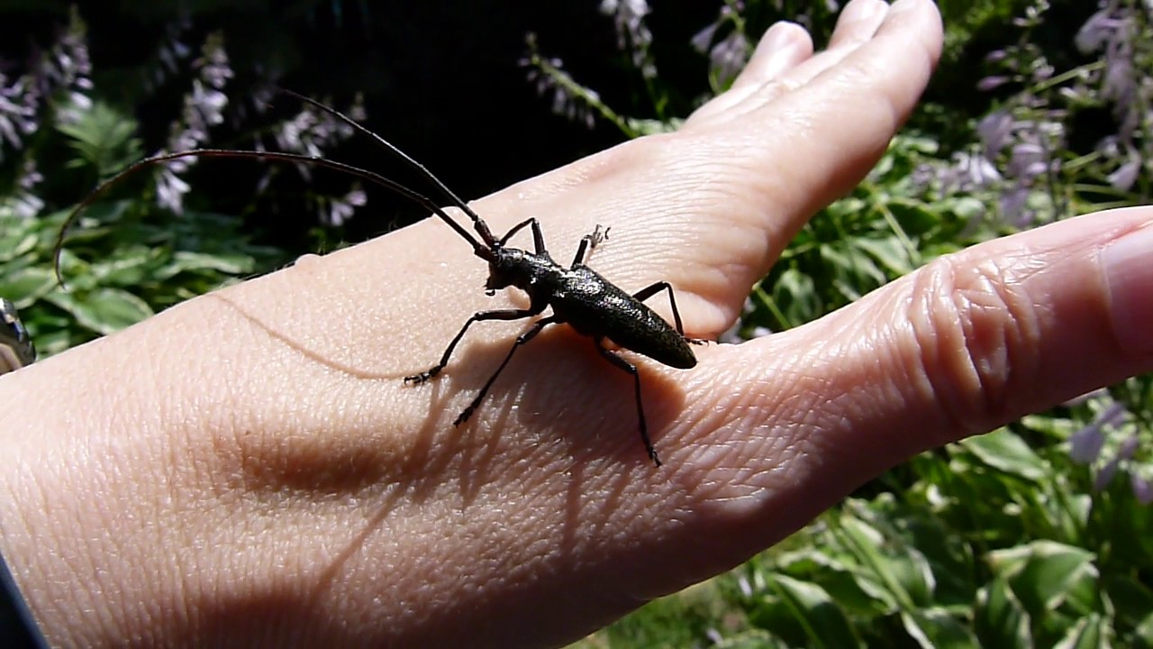 Longicorne noir - White-spotted sawyer