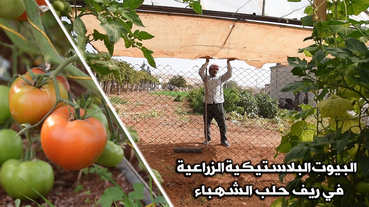 البيوت البلاستيكية الزراعية في ريف حلب الشهباء