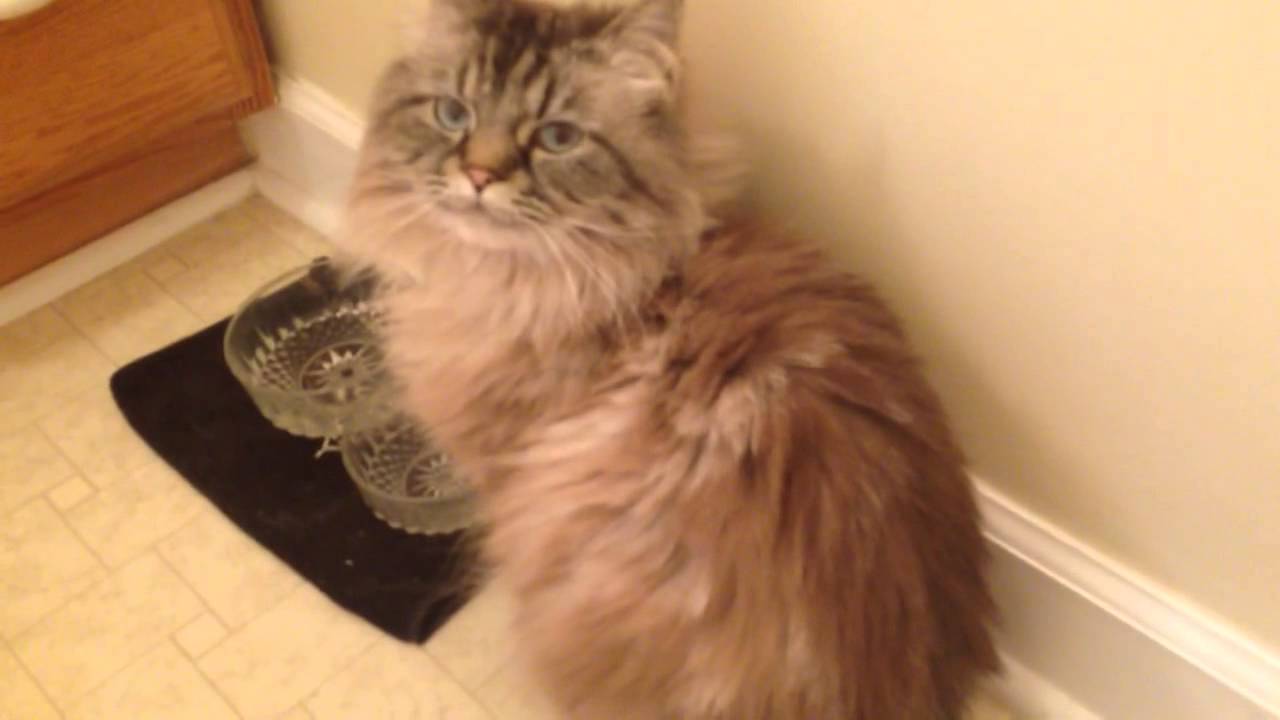 Cutest cat meow ever!! (fluffy Chloë's highpitched squeaky YouTube