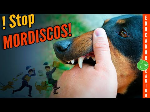 Video: 5 cosas que tu perro desea que supieras acerca de levantarlo