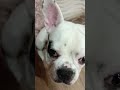 Филя #приколы #приколысживотными #французкийбульдог #shorts #frenchbulldog #funny