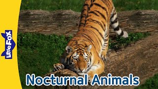 10 Nocturnal Animals | Koala | Gray Wolf | Siberian Tiger | Flying Fox and More l Meet the Animals