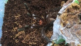 Angry Tarantula Rehouse Not Outside