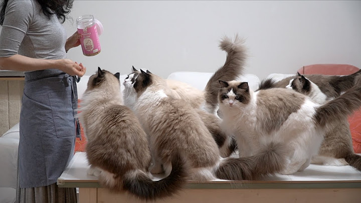 Vlog with Cats On a Hot Spring Day