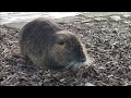 Nutria - Myocastor coypus