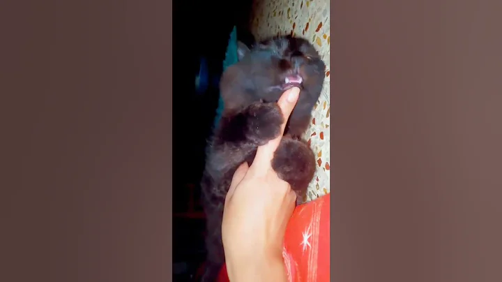 Watch the video about Yammy yammy mammas hand 🥹🥹 #cat #cutecat #cuteanimals #cute #pets #blackcat #short #funny #funnycat