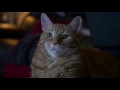 4K Cat  Footage  - MiloTheCat - Free Stock Footage