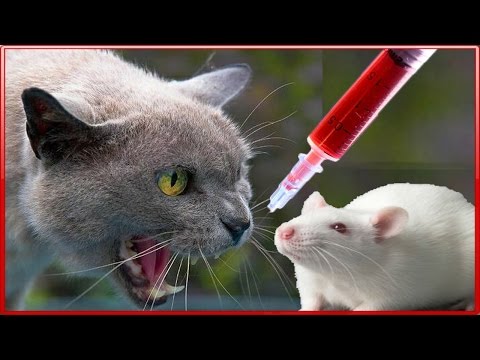 Видео: Играем в доктора с крыской Кошки - мышки Тайная жизнь домашних животных