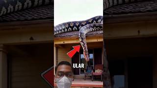 Segera lari jika melihat ular raksasa ini #shorts #youtubeshorts #edukasi #faktaunik #fakta #ular
