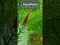 Nährstoffzehrer für Einfahrphase - Mexikanisches #Hornkraut #Aquaristik #Algen #AquaPurist #Short Mp3 Song
