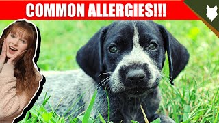 COMMON ALLERGIES FOR GERMAN SHORTHAIRED POINTER