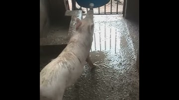 Automatic pig drinker