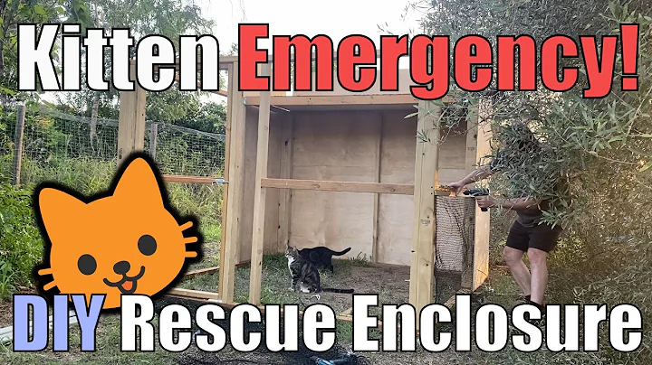 Emergency DIY shelter build for abandoned kittens