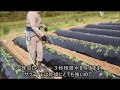 [subtitled]サツマイモの苗挿しと灌水　Sweet potato seedling planting & irrigation